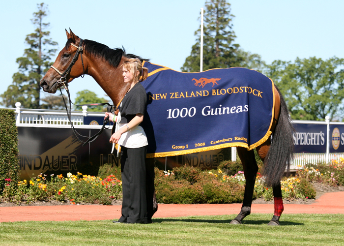 Daffodil - 1000 Guineas